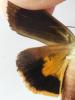 Noctua janthina